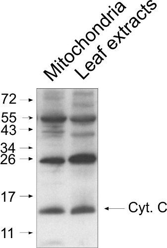 western blot using anti-cyt c antibodies